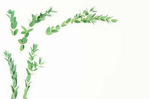 istock Eucalyptus branches with copy space on white background. Flat lay, top view 1129256945