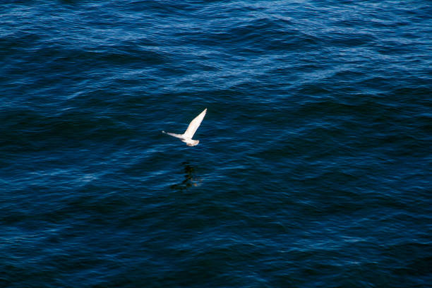 istock Seagull flying low above ocean water 1129260561