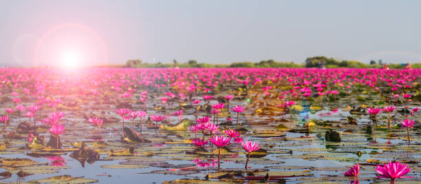 istock Red lotus sea 1129261063