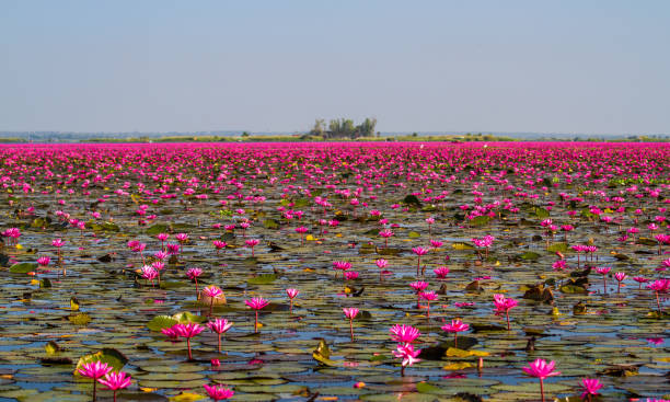 Red lotus sea Red lotus sea at Udonthani,Thailand. summer flower lake awe stock pictures, royalty-free photos & images