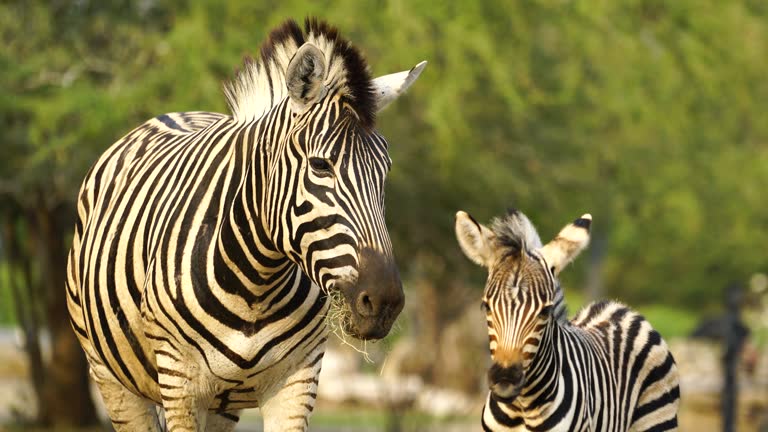 4K Baby Zebra and mother in the zoo