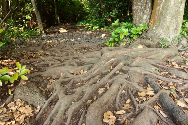 동백동산, 람사르 습지, 연못, 습지, - lotus root water lotus plant 뉴스 사진 이미지