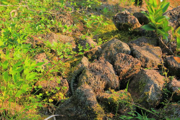 동백동산, 람사르 습지, 연못, 습지, - lotus root water lotus plant 뉴스 사진 이미지