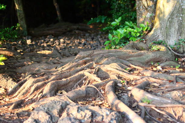 동백동산, 람사르 습지, 연못, 습지, - lotus root water lotus plant 뉴스 사진 이미지