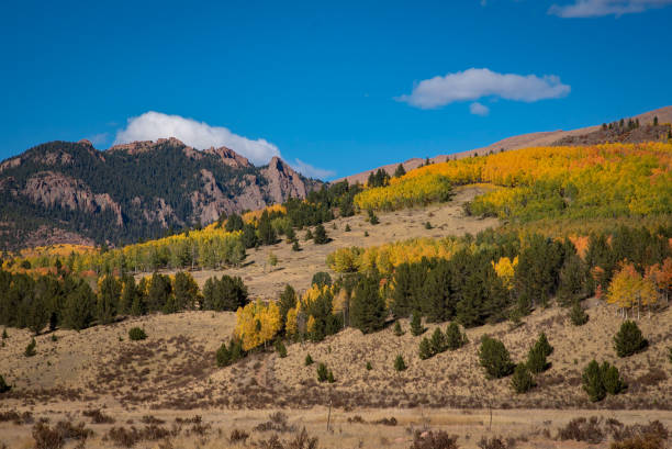istock Colorado aspens in autumn 1129266889