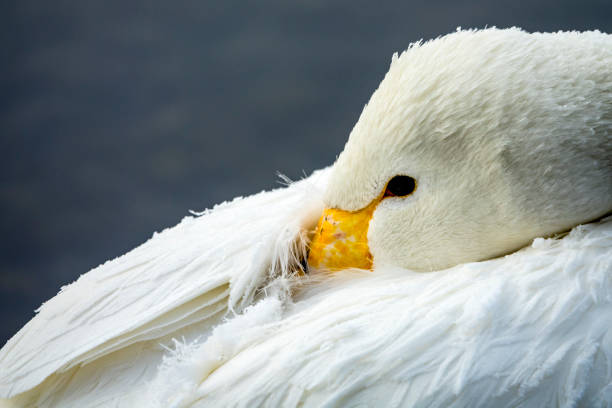 istock The Swan Lake 1129269403