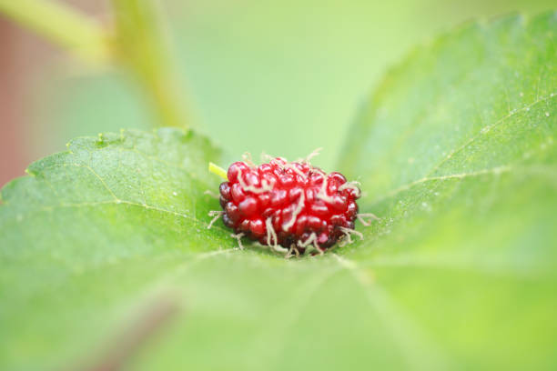 istock mulberry on green leaves 1129269522