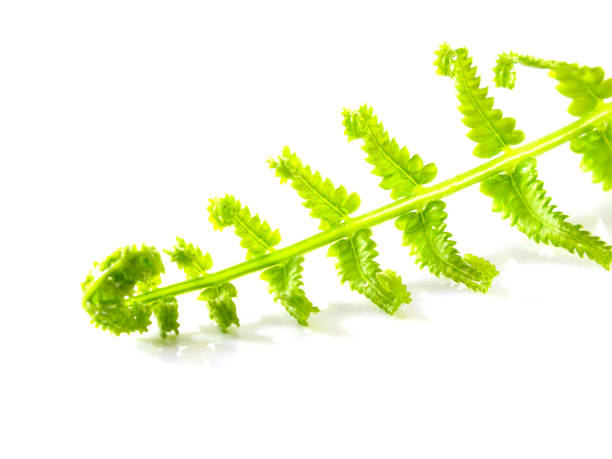 istock green fern leave branches isolated on white background 1129269664