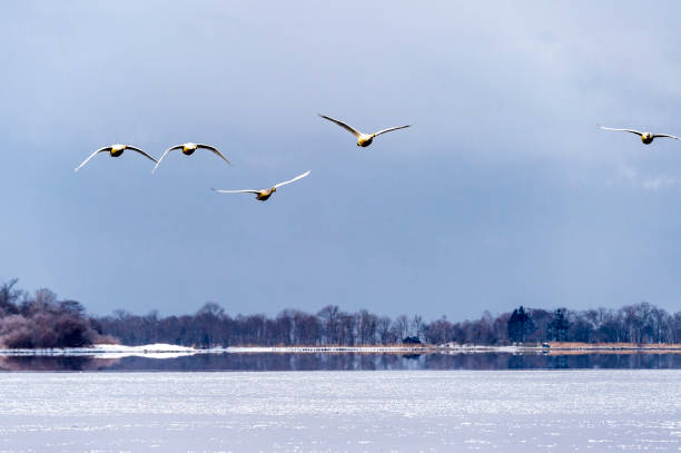 istock The Swan Lake 1129270380