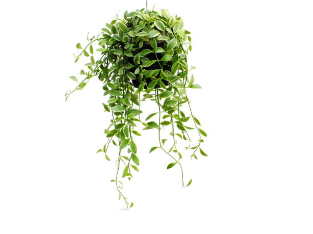 istock green plant hanging isolated collection on white background 1129270463