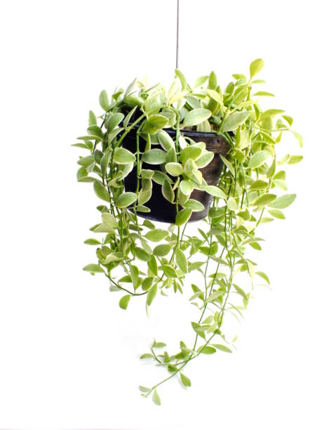 istock green plant hanging isolated collection on white background 1129270469