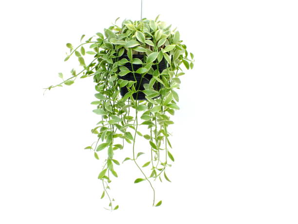 istock green plant hanging isolated collection on white background 1129270486