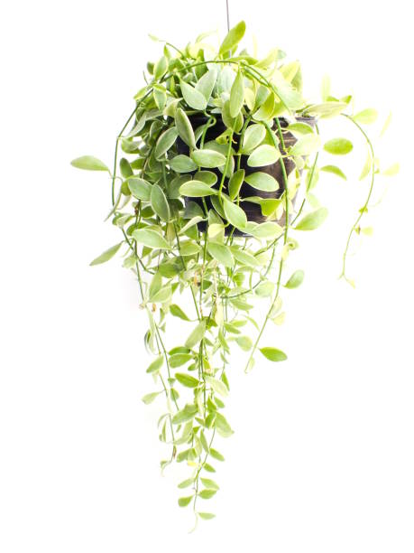 istock green plant hanging isolated collection on white background 1129270506