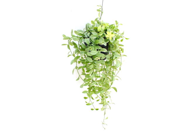 istock green plant hanging isolated collection on white background 1129270514