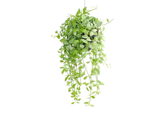 istock green plant hanging isolated collection on white background 1129270524