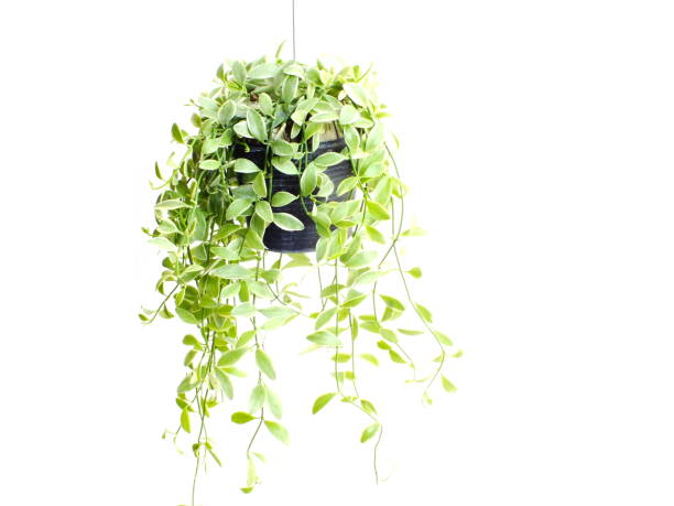 istock green plant hanging isolated collection on white background 1129270534
