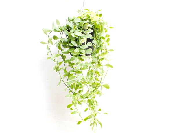 istock green plant hanging isolated collection on white background 1129270551