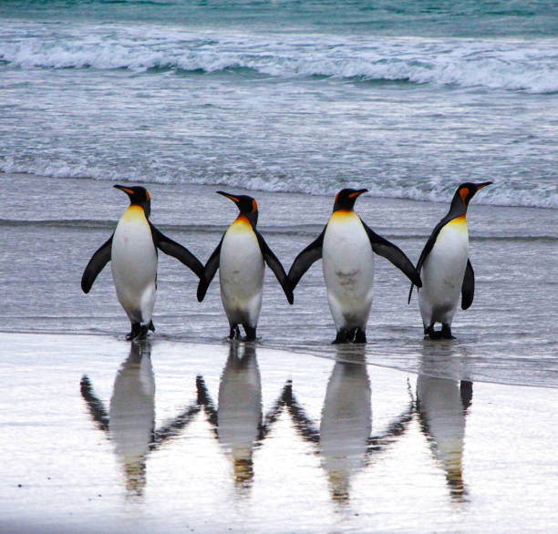 penguins in der antarktis - nature antarctica half moon island penguin stock-fotos und bilder
