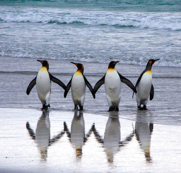 penguins in antarctica - nature antarctica half moon island penguin imagens e fotografias de stock