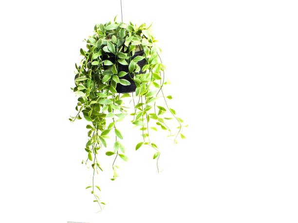 istock green plant hanging isolated collection on white background 1129270582