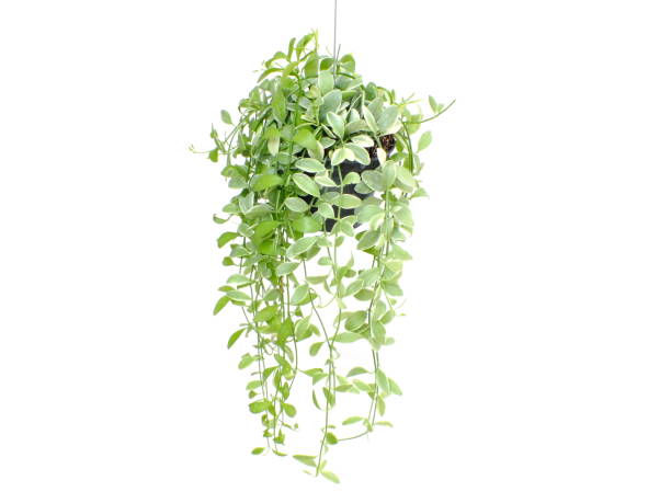 istock green plant hanging isolated collection on white background 1129270612