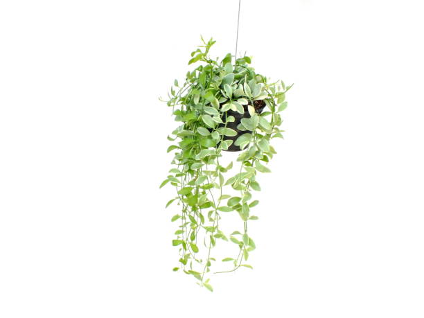 istock green plant hanging isolated collection on white background 1129270621