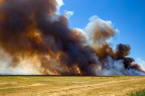 A farmer burns off the stubble after a crop of barley has been harvested in Canterbury, New Zealand