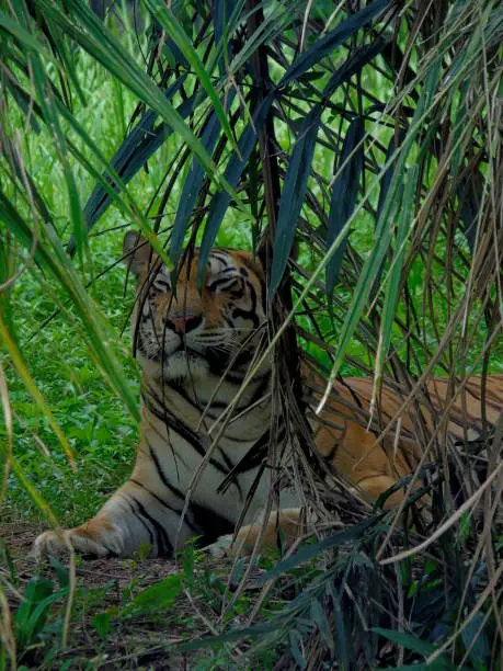 Jakarta, Indonesia - February 3, 2019: Sumatran Tigers at Ragunan Zoo.