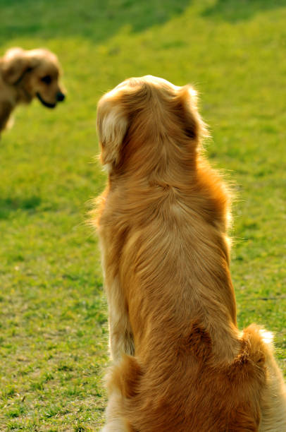 istock Golden Retriever adult 1129276592