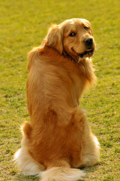 istock Golden Retriever adult 1129276594