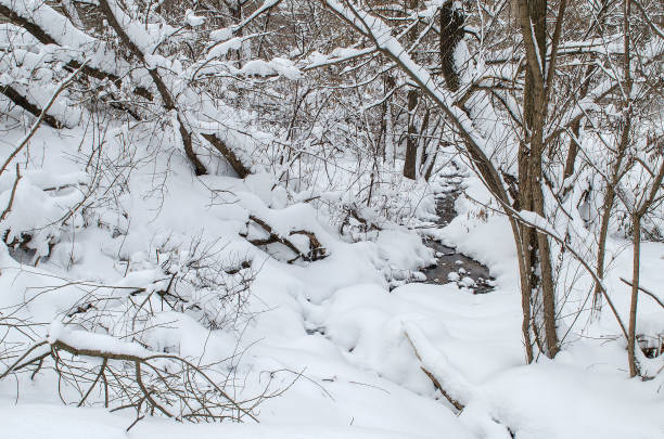 雪に覆われた冬の森で固定されたクリーク - unfrozen ストックフォトと画像