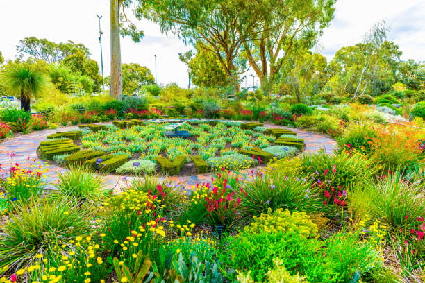 Kings Park and Botanic Garden Perth, AUSTRALIA - September 8, 2017: Kings Park and Botanic Garden is the most popular visitor destination in Western Australia. kings park stock pictures, royalty-free photos & images