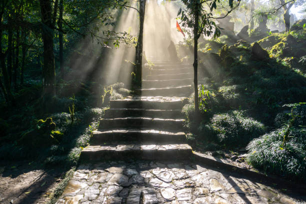 istock Wet path in the forest with mist and sunbeams 1129279111