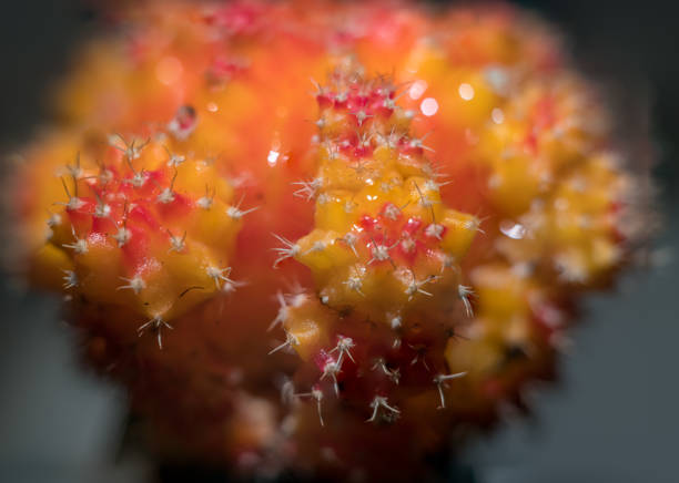 Close Up of Cactus Needles Dripping on with Water