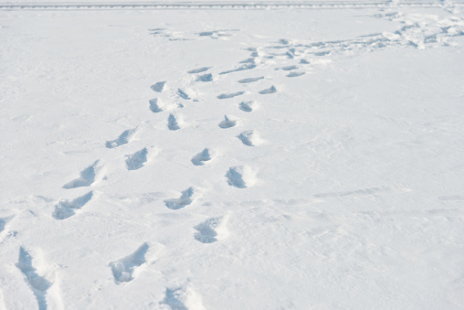 Footprints in the snow field.