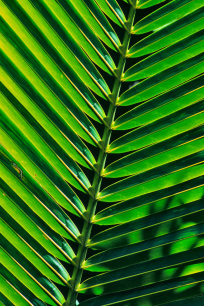 istock Island of Maui in Hawaii 1129280573