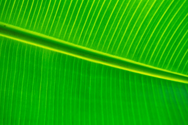 Island of Maui in Hawaii fern frond in a rain forest on Maui hana coast stock pictures, royalty-free photos & images