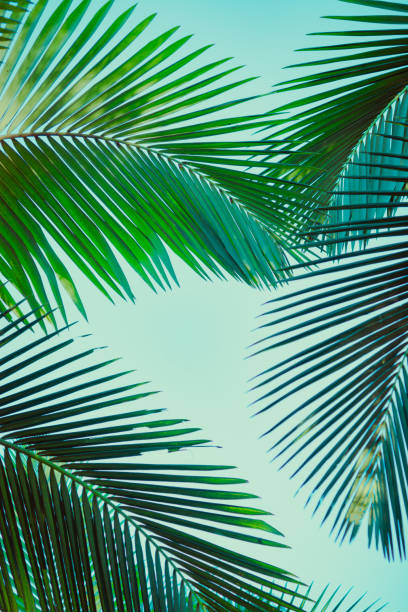 istock Coconut palm tree under blue sky. Vintage background. Retro toned poster. 1129280649