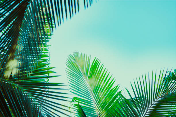 istock Coconut palm tree under blue sky. Vintage background. Retro toned poster. 1129280704