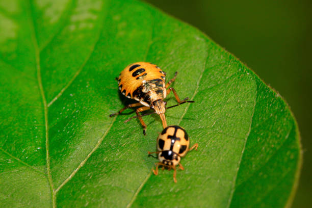 stinkbug hunting ladybug on green leaf in the wild natural state stinkbug hunting ladybug on green leaf in the wild natural state 一隻動物 stock pictures, royalty-free photos & images