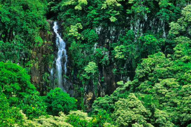 Island of Maui in Hawaii Rain forest on Maui hana coast stock pictures, royalty-free photos & images