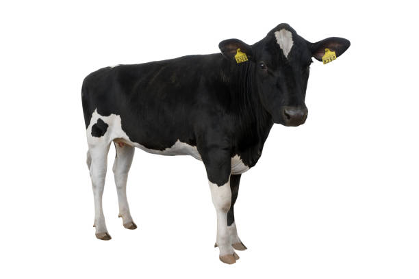 istock cow with the number 8258 isolated on white 1129284179