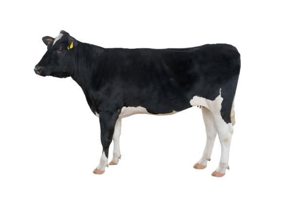 istock cow with the number 8258 isolated on white 1129284180
