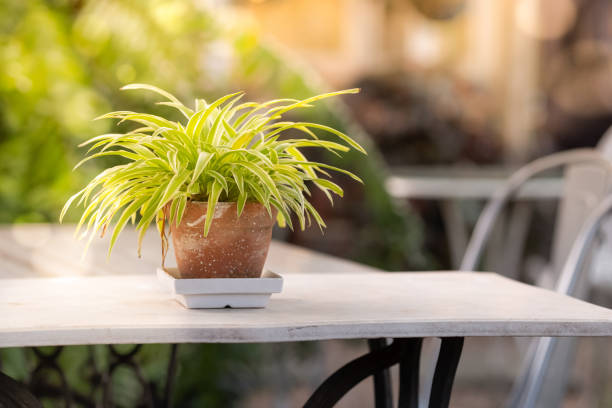 istock Spider Plant (Cholorophytum Comosum) in flower pot on the table with sunset light 1129286805