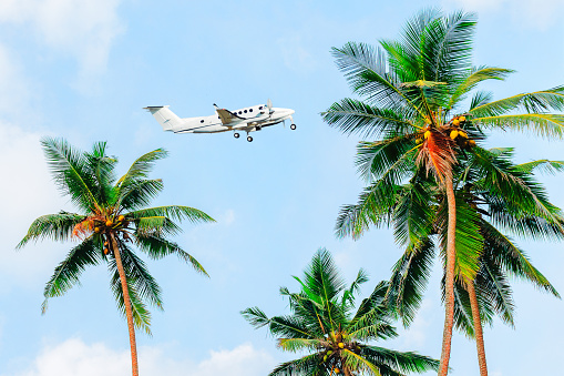 Palms against a blue sky, plane flies over palm trees. Tropical photo background.