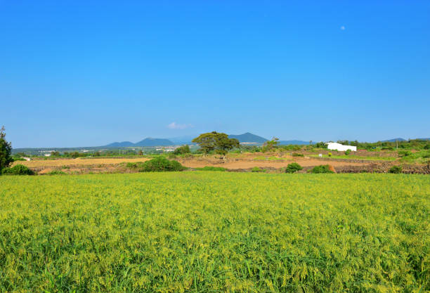 istock Jeju Island rural landscape, grain, fields, 1129288228