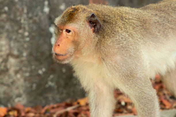 istock Two macaques play on the rockk in a national park 1129291594