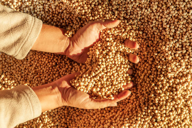 mains humaines avec la récolte de soja. poignée de grains - graine de soja photos et images de collection