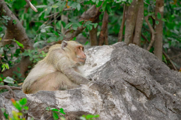 istock Wild Macaque on a rock in a national park 1129293065