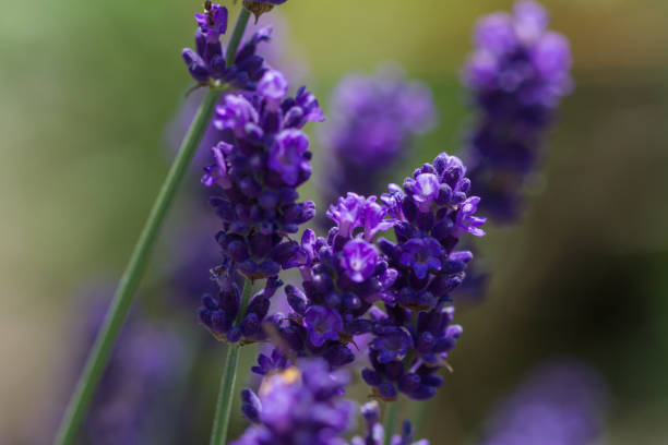 istock close-up of a blooming lavender 1129294916